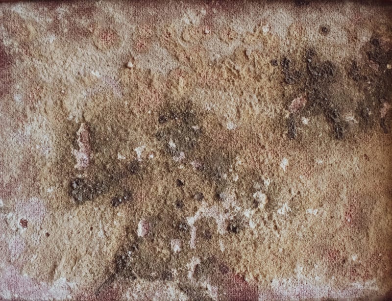 Black mold growth found during an Appleton Wisconsin inspection