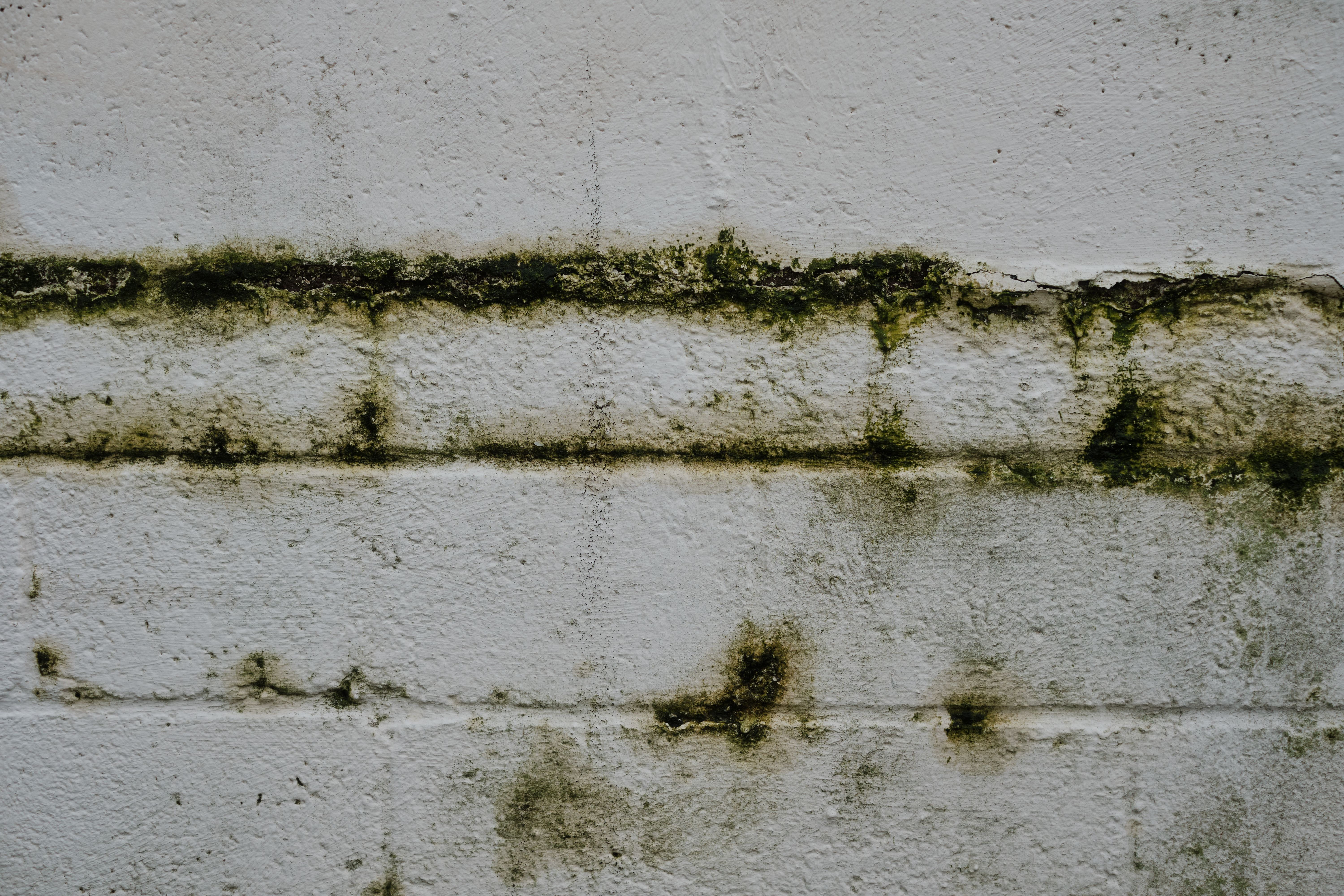 Water intrusion and mold damage found during a Milwaukee Wisconsin inspection
