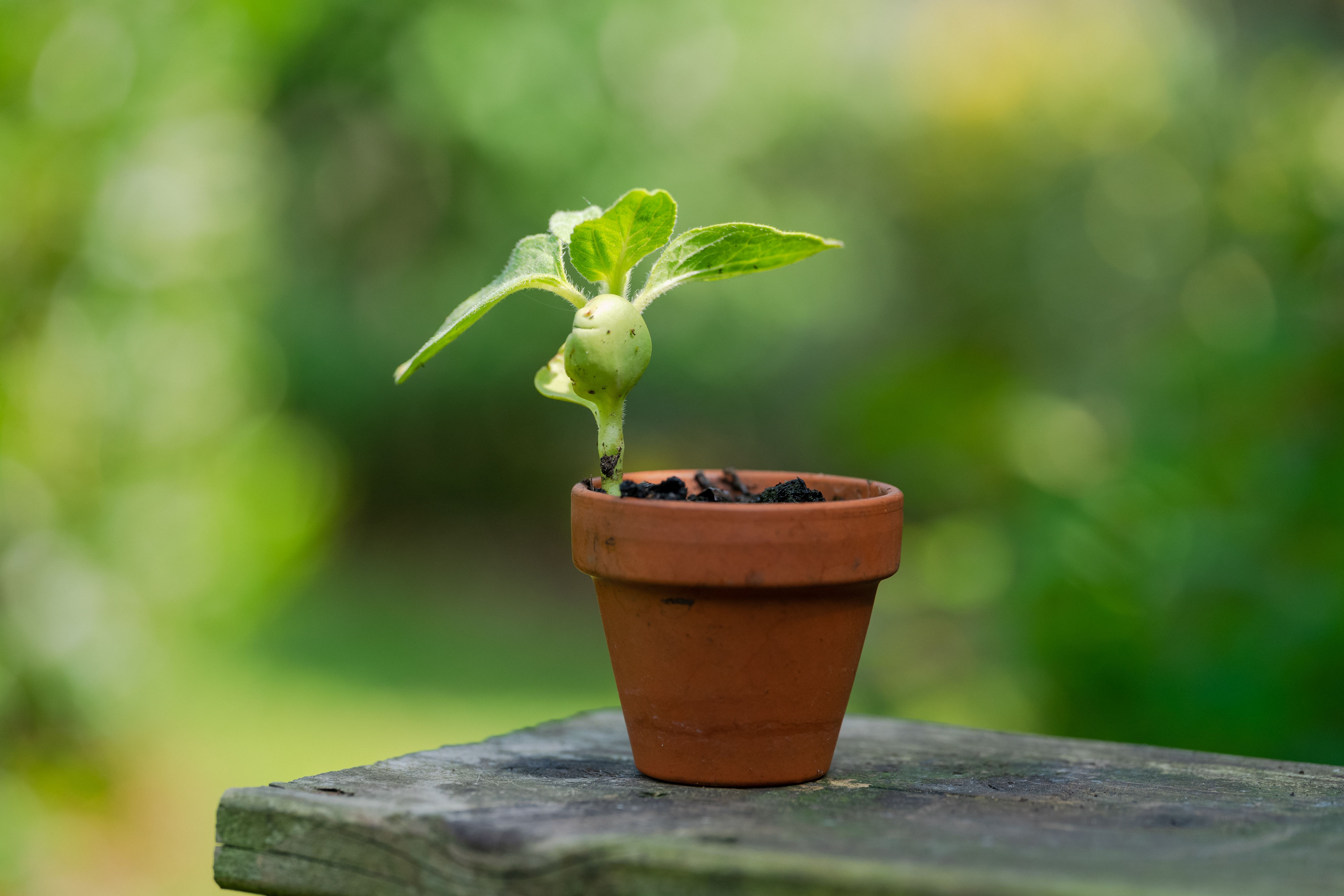 Tabernanthe iboga plant and natural ibogaine source