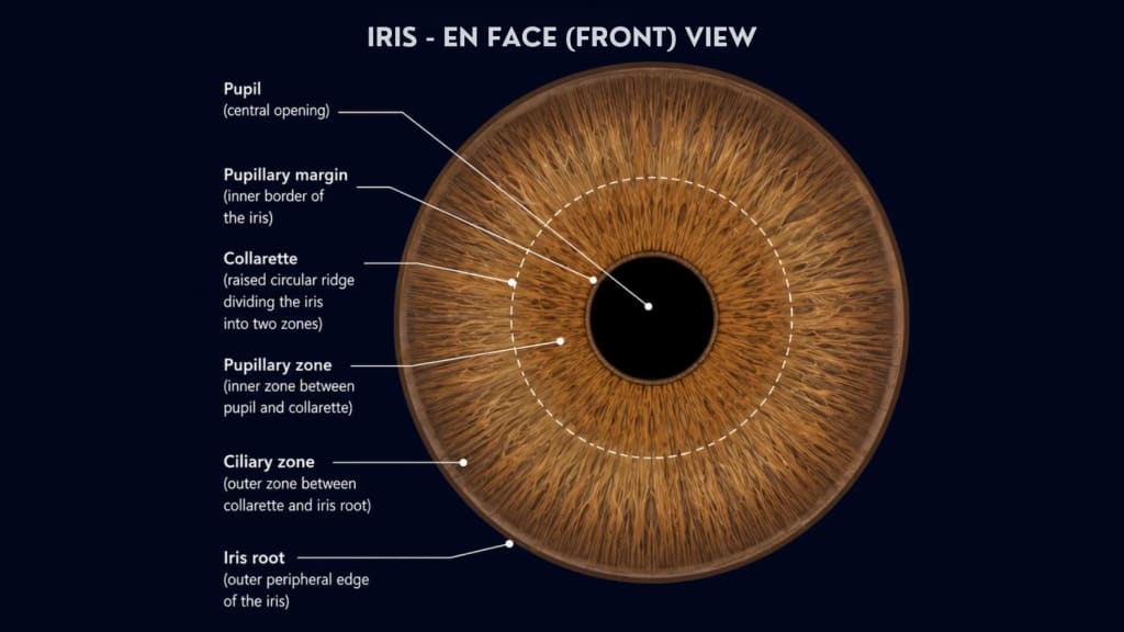 Front-facing (en face) view of the human iris showing the pupil, pupillary margin, collarette dividing the iris into pupillary and ciliary zones, and the iris root at the outer peripheral edge.