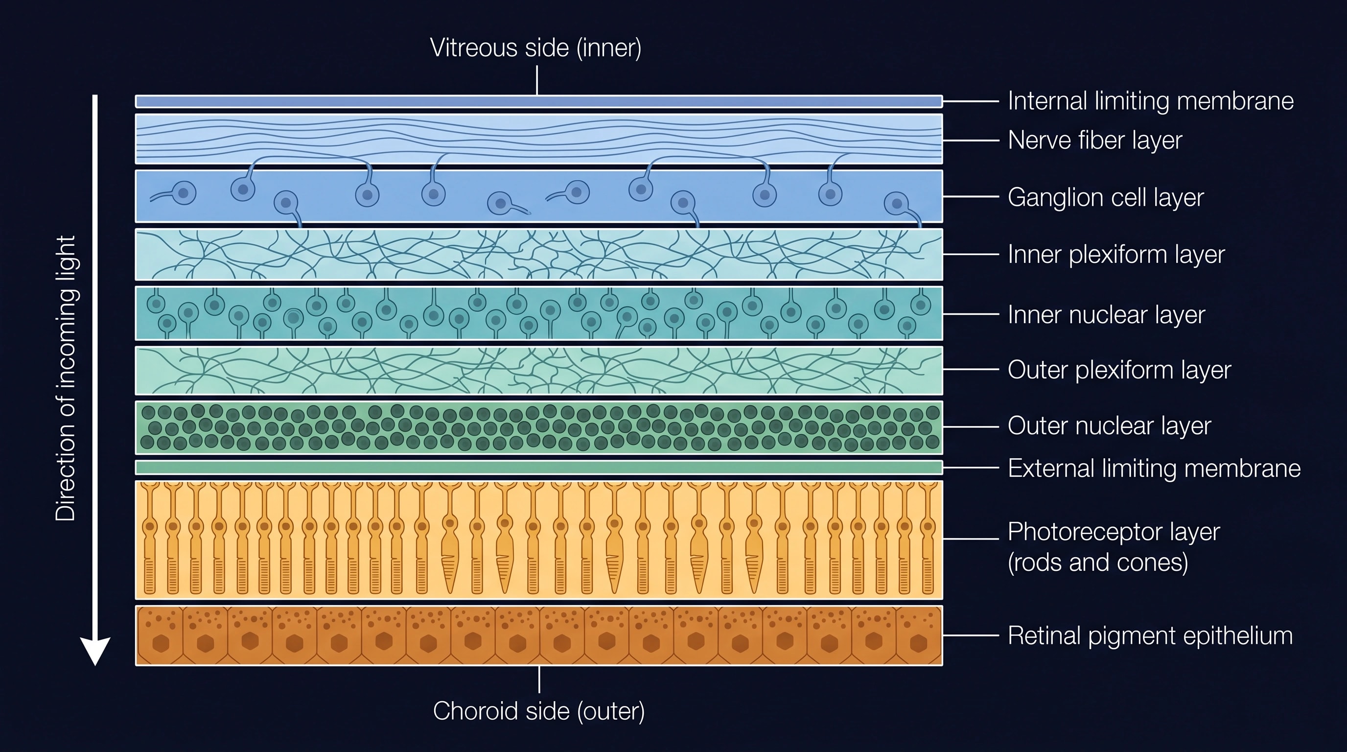 Labelled cross-section of the retina showing all 10 layers in order from the internal limiting membrane to the retinal pigment epithelium, with the direction of incoming light.