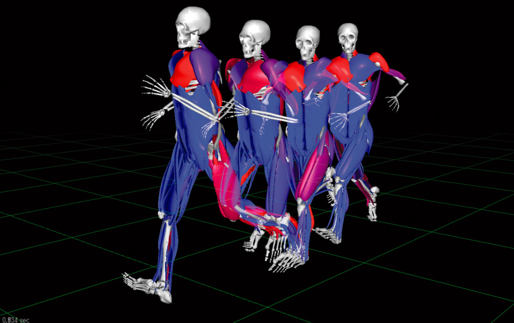 Advanced Muscle Computer Animation 3D Muscle Simulator ARMO ~Innovative visual motion analysis software ...