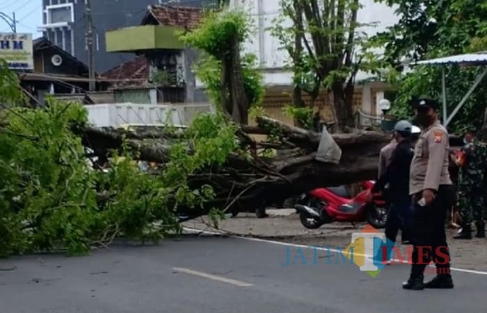 Waduh! Angin Kencang Tumbangkan Pohon Sono di Tulungagung, Jalan Macet Total