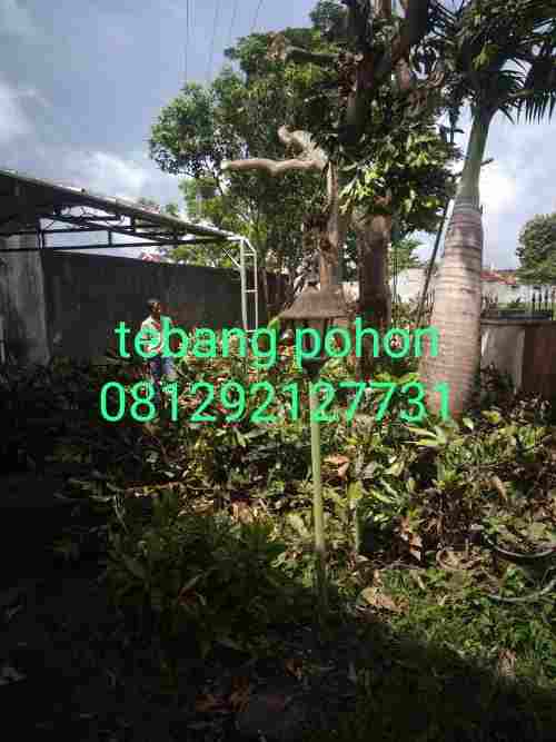 Jasa potong pohon serang 081292127731
