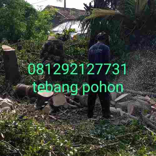 Jasa potong pohon jabotabek.081292127731