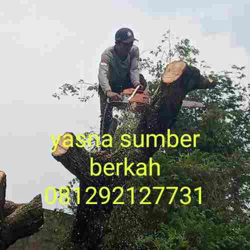 Jasa pangkas pohon tangsel 081292127731