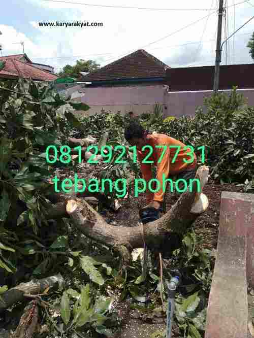 Jasa pangkas pohon jabotabek.081292127731