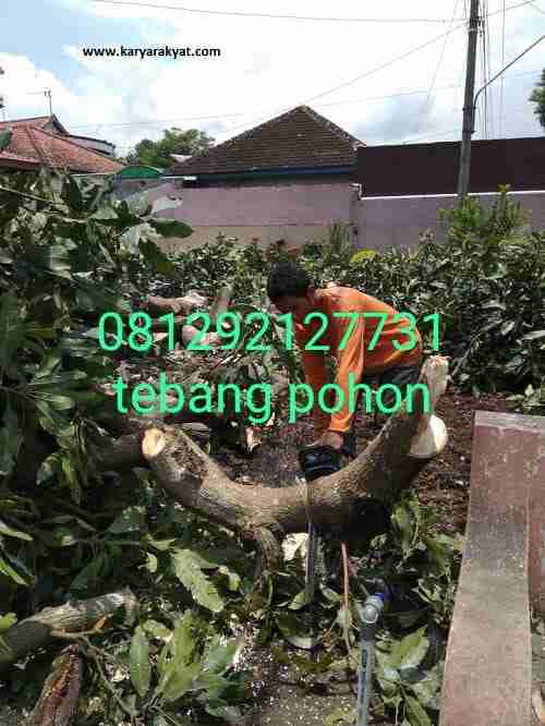 Jasa tebang pohon jakarta barat dll 081292127731