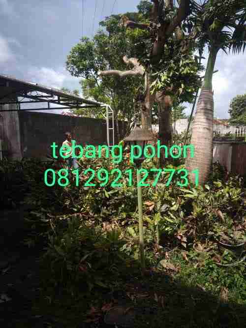 Jasa potong pohon dll 081292127731