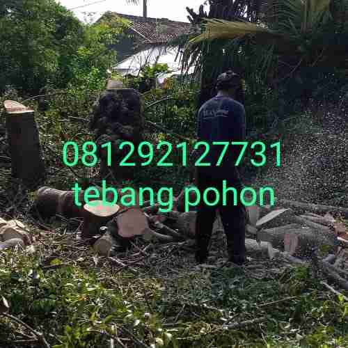 Jasa tebang pohon jakarta selatan dll 081292127731