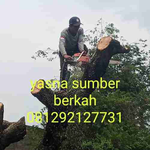 Jasa potong pohon jakarta utara 081292127731