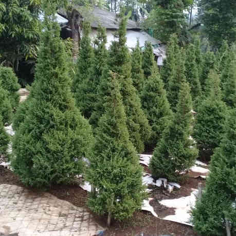 Jual cemara pua pua 082125291908