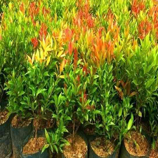 Jual tanaman pucuk merah 082125291908
