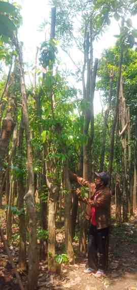 Jual pohon kamboja fosil.dll 082125291908