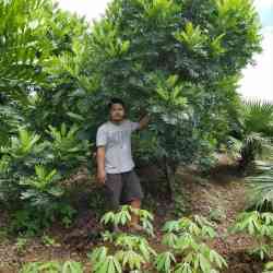 Jual pohon kiara payung 082125291908