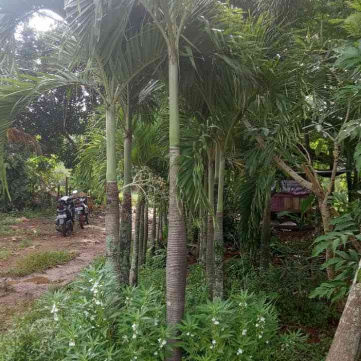 Jual palem putri 082125291908