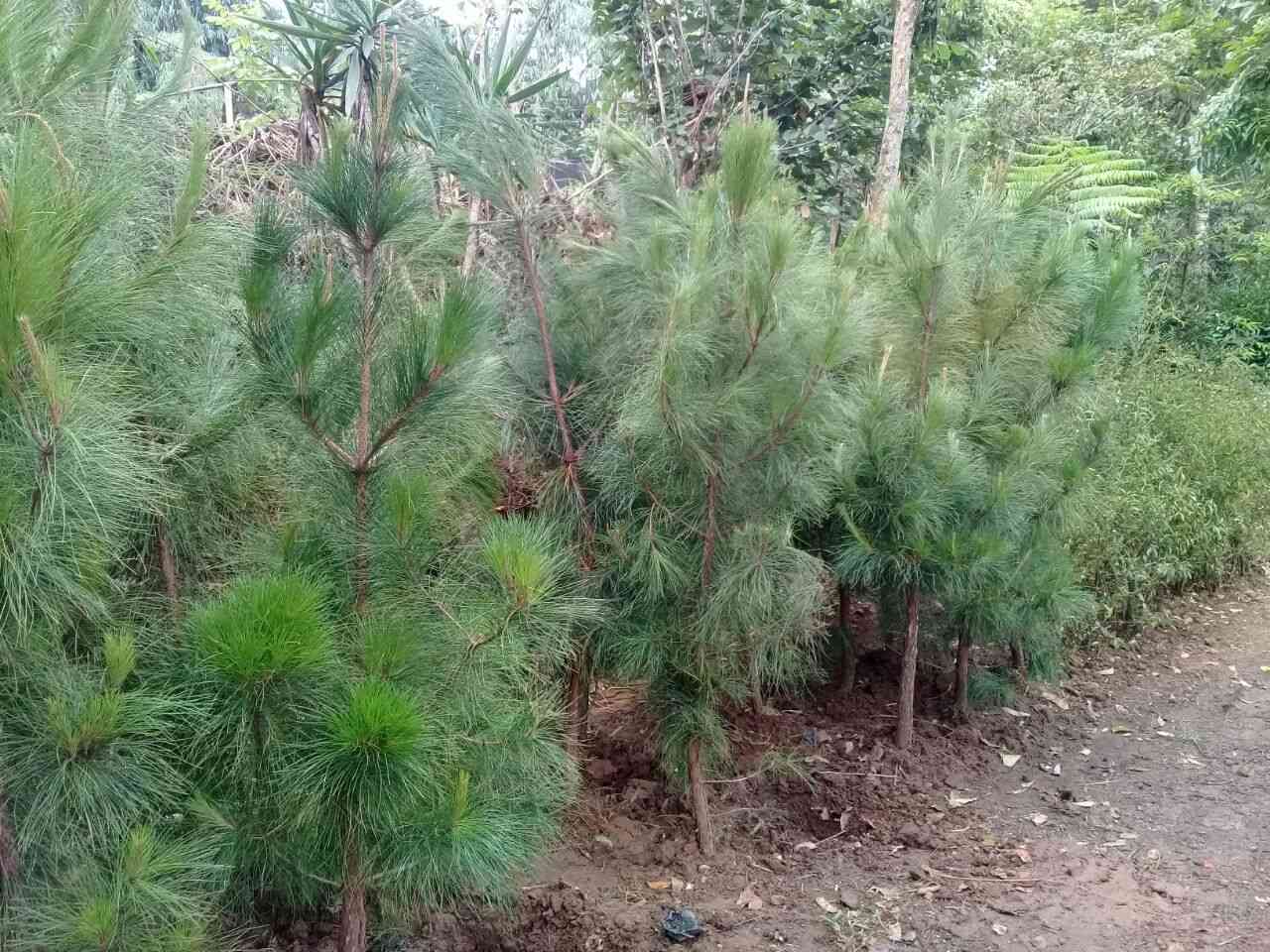 Jual pohon cemara pinus 082125291908