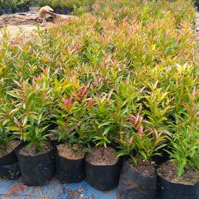 Jual bibit pucuk merah 082125291908