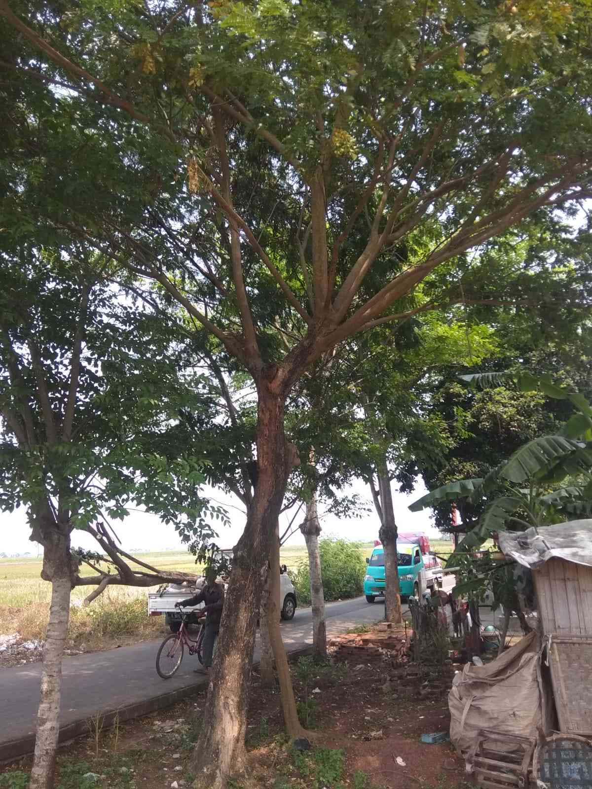 Jual pohon trembesi 082125291908