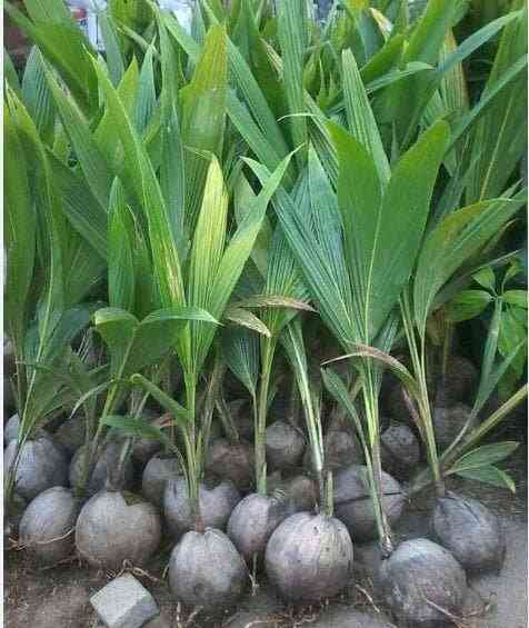 Jual bibit kelapa 082125291908