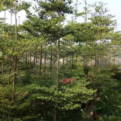 Jual ketapang kencana 082125291908