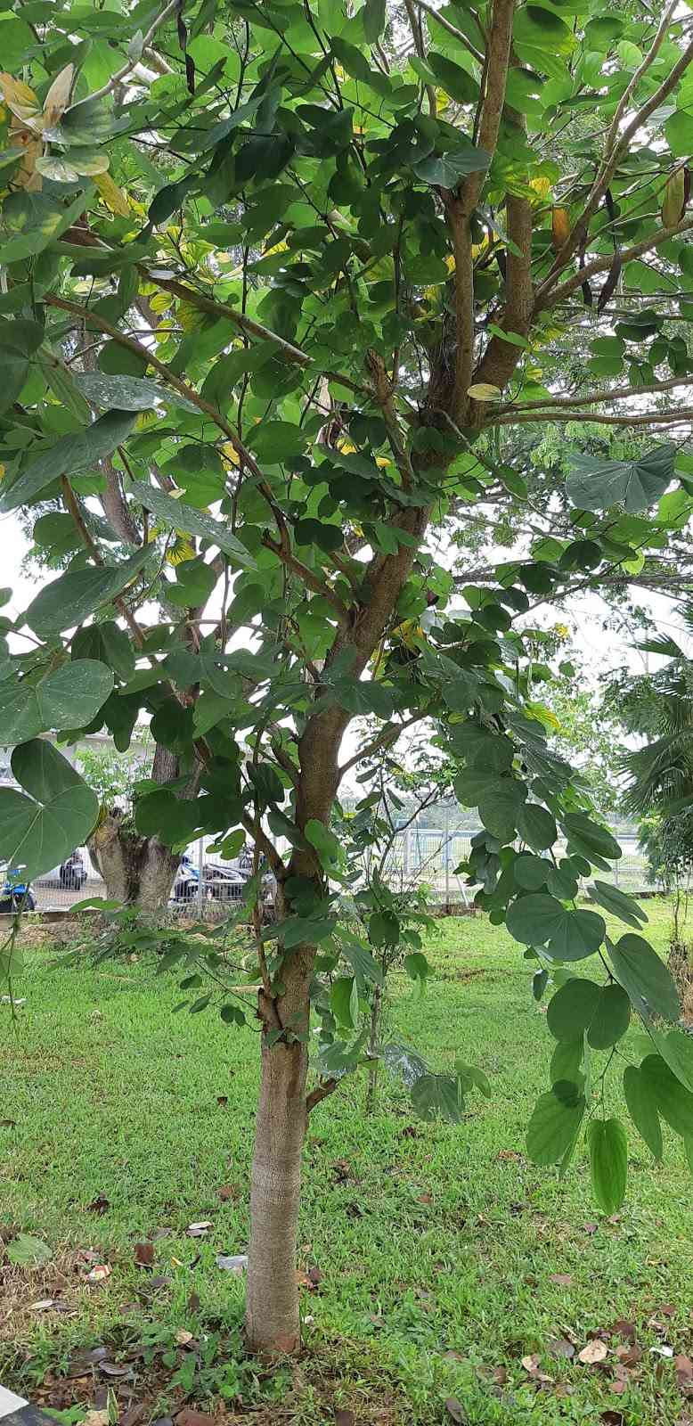 Jual pohon kupu kupu 082125291908