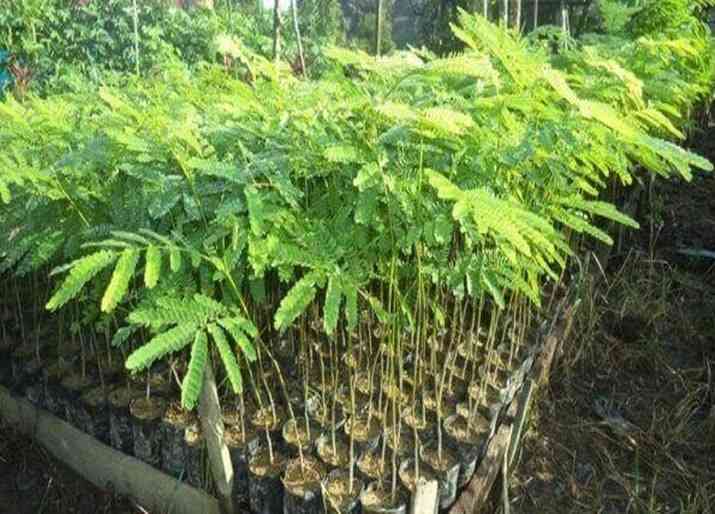 Jual pohon bibit sengon 082125291908