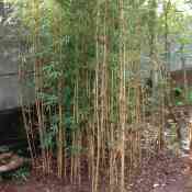 Jual pohon bambu cina 082125291908