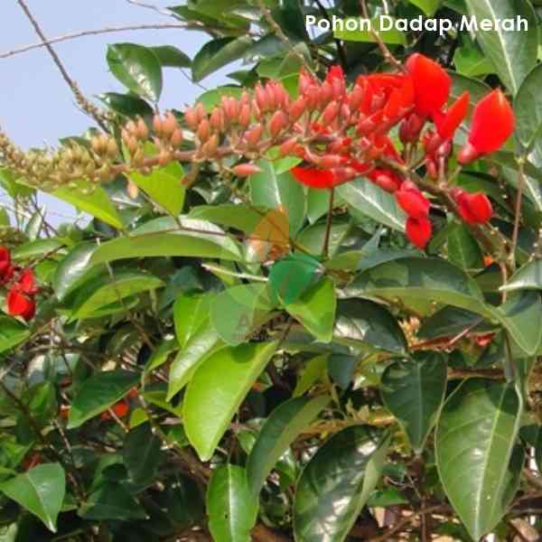 Jual pohon dadap merah 082125291908
