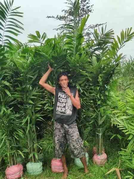 Jual pohon palem jepang 082125291908