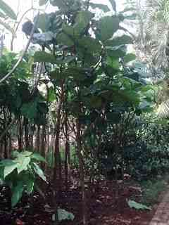 Jual pohon biola cantik 082125291908