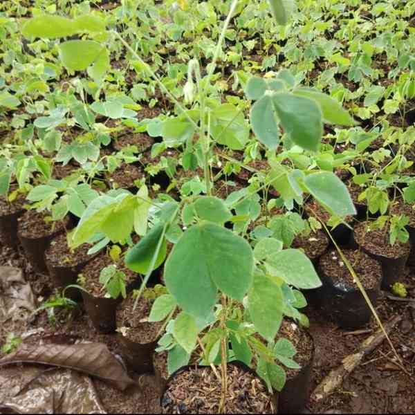 Jual bibit trembesi 082125291908
