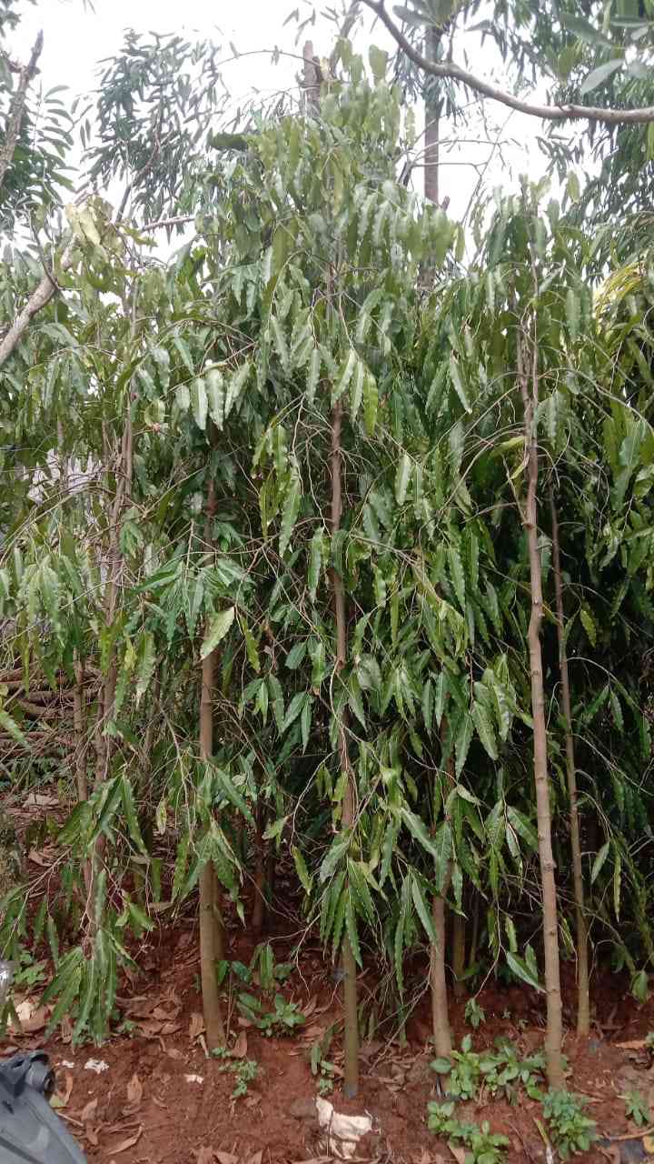 Jual pohon glodokan tiang 082125291908