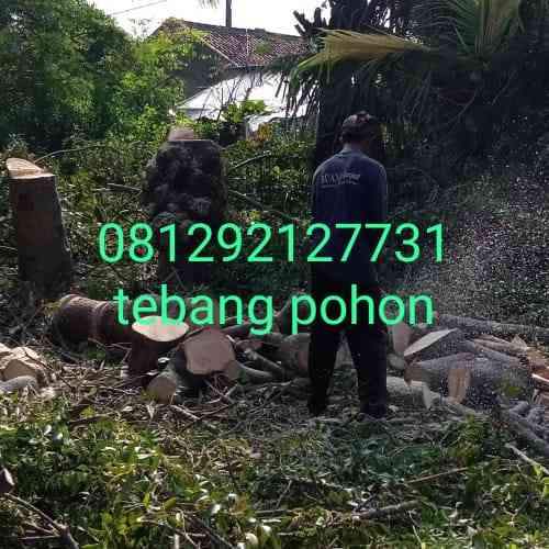 Jasa potong pohon serang 081292127731