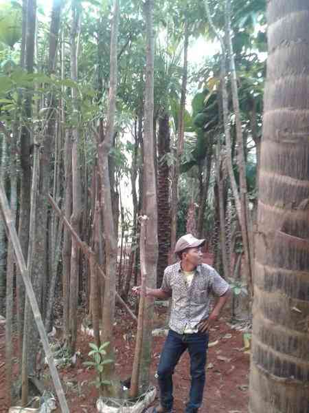 Jual pohon pule tunggal 082125291908