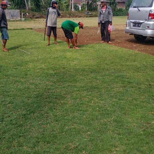 Jual rumput gajah mini 082125291908