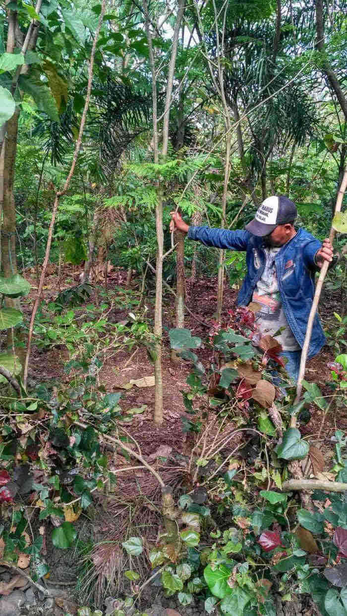 Jual pohon jacaranda 082125291908