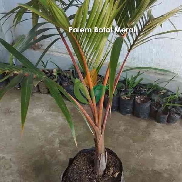 Jual palem botol 082125291908