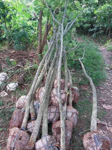 Jual pohon trembesi 082125291908