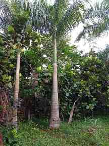Jual palem raja 082125291908