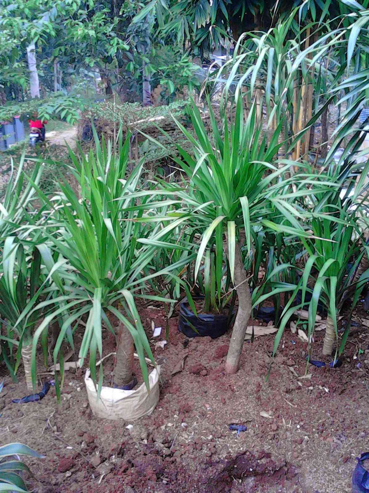 Jual pohon pandan bali 082125291908