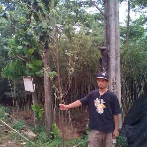 Jual pohon beringin kraton 082125291908