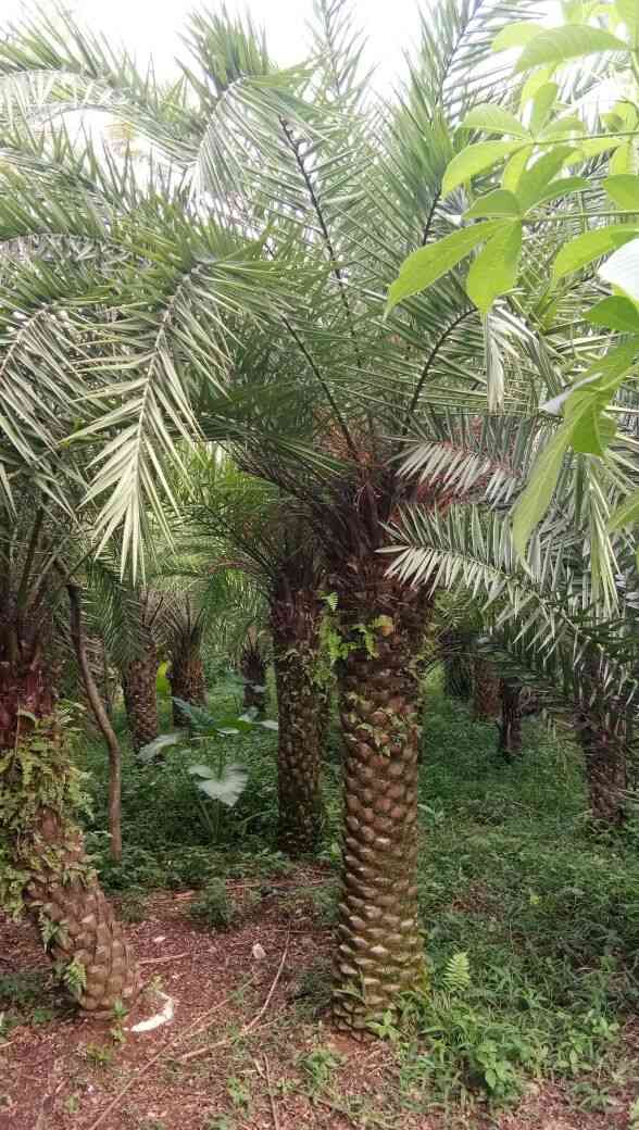 Jual palem kenari taiwan 082125291908