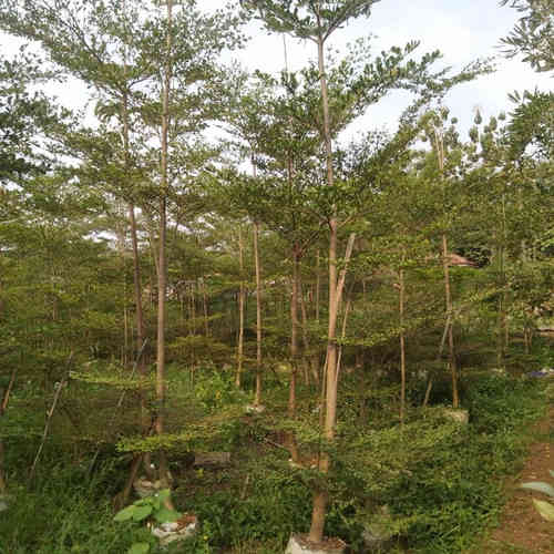 Jual tabebuya pink 082125291908