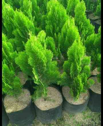 Jual cemara kipas 082125291908