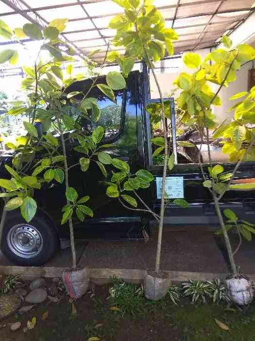 Jual karet kebo kuning. 082125291908