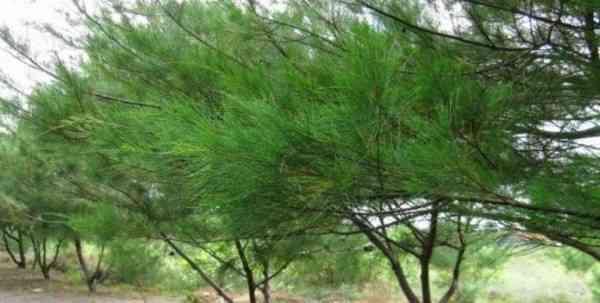 Jual pohon cemara laut 082125291908