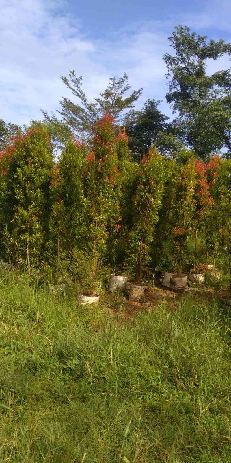 Pohon pucuk merah.dll 082125291908