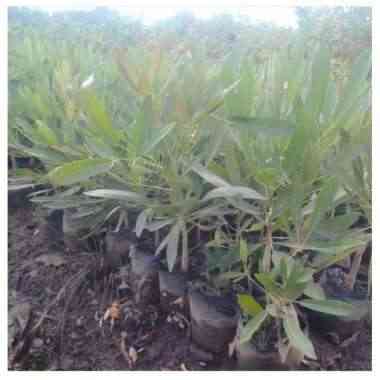 Jual bibit tabebuya 082125291908