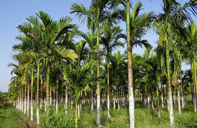 Jual pohon pinang sirih 082125291908